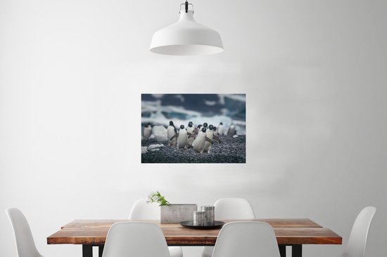 Adelie pingouins sur la plage poster papier 90x60 cm - Tirage photo sur Poster (décoration murale salon / chambre) / Poster Animaux sauvages