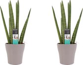 Duo Sansevieria Cylindrica met sierpot Anna taupe ↨ 35cm - 2 stuks - hoge kwaliteit planten
