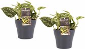 Duo Scindapsus Pictus Trebie met potten Anna Grey ↨ 15cm - 2 stuks - hoge kwaliteit planten