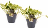 Duo Scindapsus Marble Queen met potten Anna Grey ↨ 15cm - 2 stuks - hoge kwaliteit planten