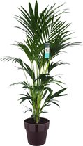 XL Kentia Palm in ELHO B.for pot (paars) ↨ 170cm - hoge kwaliteit planten - grote planten - XL plant - binnenplanten - buitenplanten - tuinplanten - potplanten - hangplanten - plan