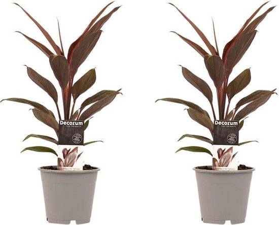Duo 2 x Cordyline Tango ↨ 40cm - 2 stuks - hoge kwaliteit planten