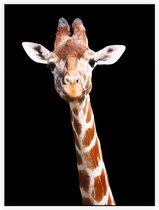 Giraffe op zwarte achtergrond - Foto op Akoestisch paneel - 120 x 160 cm
