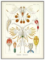 Calanus - Copepoda (Kunstformen der Natur), Ernst Haeckel - Foto op Akoestisch paneel - 90 x 120 cm