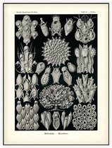 Flustra - Bryozoa (Kunstformen der Natur), Ernst Haeckel - Foto op Akoestisch paneel - 90 x 120 cm