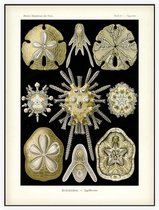 Clypeaster - Echinidea (Kunstformen der Natur), Ernst Haeckel - Foto op Akoestisch paneel - 150 x 200 cm