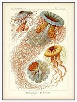 Desmonema - Discomedusae (Kunstformen der Natur), Ernst Haeckel - Foto op Akoestisch paneel - 60 x 80 cm