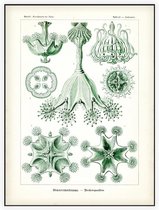 Lucernaria - Stauromedusae (Kunstformen der Natur), Ernst Haeckel - Foto op Akoestisch paneel - 90 x 120 cm