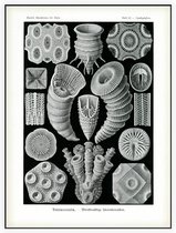 Cyathophyllum - Tetracoralla (Kunstformen der Natur), Ernst Haeckel - Foto op Akoestisch paneel - 120 x 160 cm