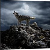 Dibond - Huilende Wolf op Rots - 80x80cm Foto op Aluminium (Met Ophangsysteem)