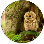 Dibond Wandcirkel - Uil bij Boom - 60x60cm Foto op Aluminium Wandcirkel (met ophangsysteem)