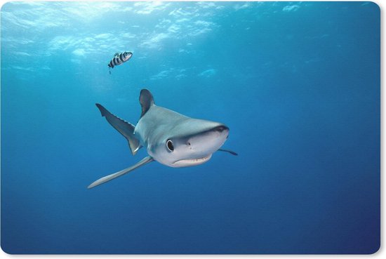 Muismat Haaien - Grote blauwe haai muismat rubber - 27x18 cm - Muismat met  foto | bol.com