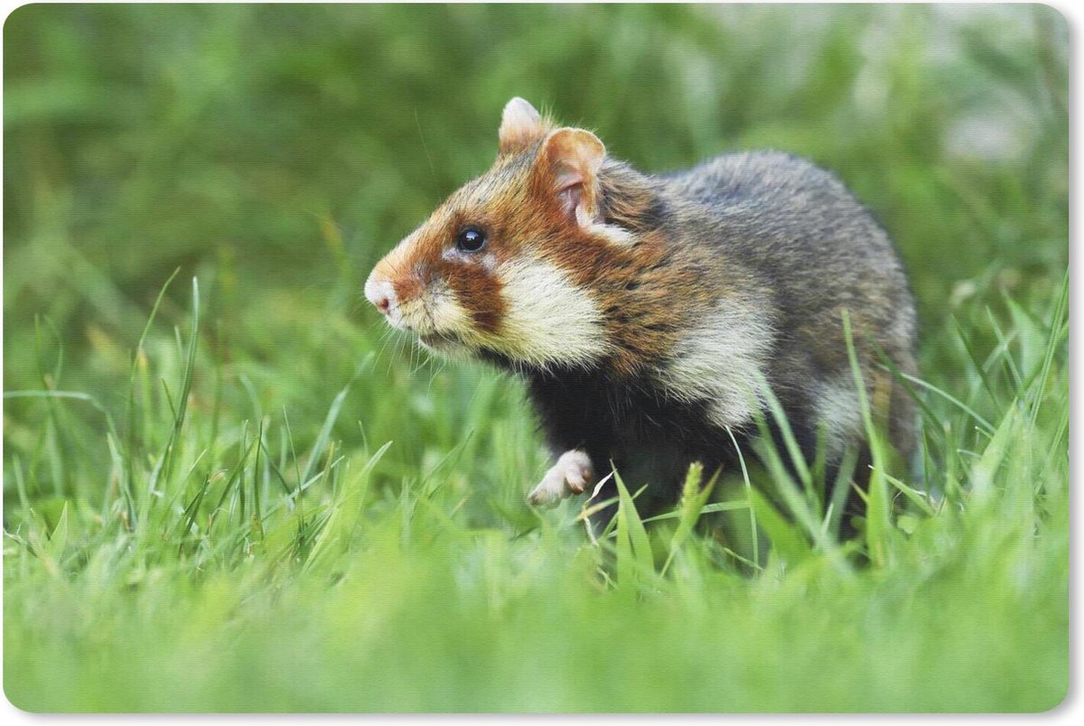 Muismat Hamster - Hamster die voorzichtig door een grasveld loopt muismat rubber - 27x18 cm - Muismat met foto
