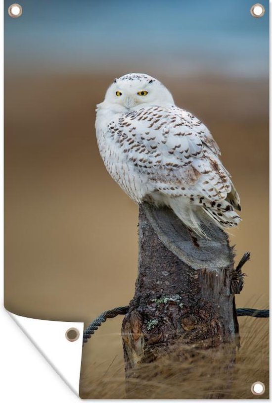 Hibou Oiseau Harfang Des Neiges - Photo gratuite sur