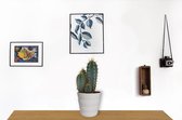 Sterke Cactus - Pilosocereus Azureus - ± 35cm hoog – 12cm diameter - in witte pot