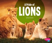 Animal Groups - A Pride of Lions