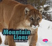 Wildcats - Mountain Lions