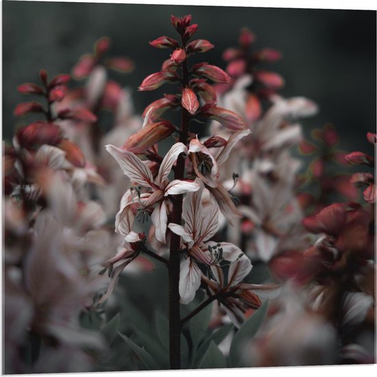 Acrylglas - Rood-Witte Bloemen - 80x80cm Foto op Acrylglas (Wanddecoratie op Acrylglas)