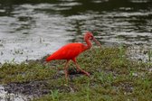 Schilderij Rode Ibis