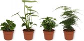 Set van 4 Kamerplanten - Asparagus Plumosus & Coffea Arabica & Monstera Deliciosa & Peperomia Green Gold- ± 25cm hoog - 12cm diameter