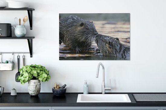 Ragondin amoureux dans l'eau 60x40 cm - Tirage photo sur toile peinture (Décoration murale salon / chambre) / animaux sauvages Peintures sur toile