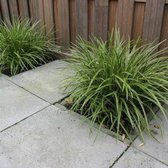 100 x Carex morrowii 'Variegata' - Zegge in 9x9cm pot met hoogte 5-10cm