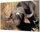 Wandpaneel Afrikaanse Buffel  | 180 x 120  CM | Zilver frame | Akoestisch (50mm)