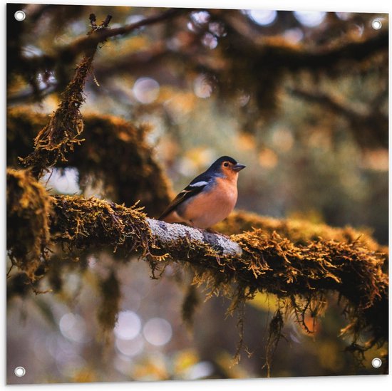 Tuinposter - Goudvink op Tak in Boom - Foto op Tuinposter (wanddecoratie voor buiten en binnen)