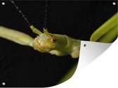 Affiche jardin - Toile jardin - Posters de jardin extérieur - Gros plan d'un phasme - 120x90 cm - Jardin