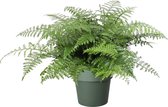 Varen van Botanicly – Asplenium in groen pot als set – Hoogte: 55 cm – Asplenium Parvati