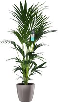 XL Kentia Palm In ELHO Brussels Diamond (Oyster Pearl) - Vers Van De Kweker - ↨ 170cm - ⌀ 30cm - [Mama's Planten]