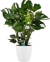 Monstera Deliciosa - Elho Brussels White - Vers Van De Kweker - ↨ 70cm - ⌀ 24cm - [Mama's Planten]