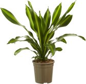 FloriaFor - Dracaena Burley - - ↨ 100cm - ⌀ 24cm