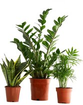 Kamerplanten van Botanicly – 3 × Mexicaanse Bergpalm – Hoogte: 47 cm – Chamaedorea elegans