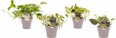 Kamerplanten van Botanicly – 4 × Drakenklimop incl. taupe sierpot als set – Hoogte: 15 cm – Scindapsus pictus