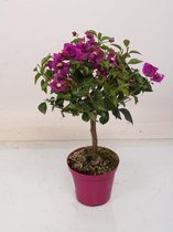 Bloem van Botanicly – Bougainville – Hoogte: 48 cm – Bougainvillea glabra Alexandra