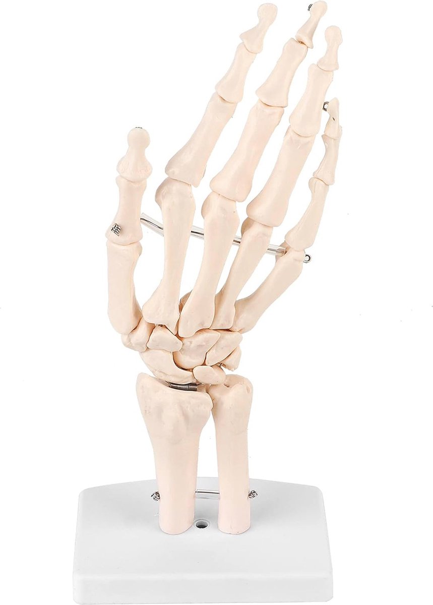 Medisch handmodel - Anatomisch skeletmodel voor studie van menselijke handen