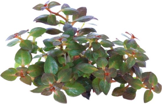 Easy grow 73 ludwigia palustris mini super red | bol
