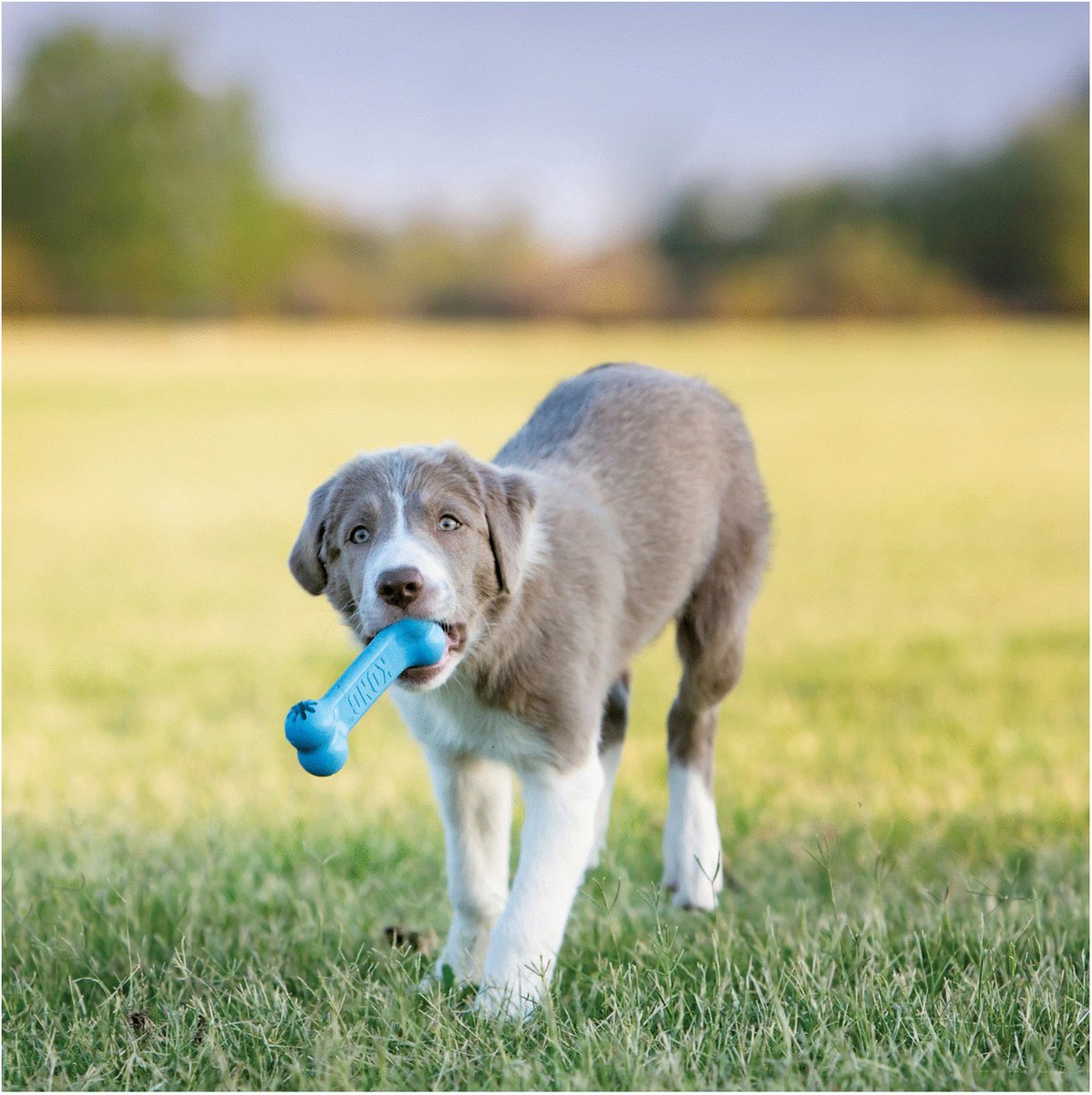 Kong Puppy Goodie Bone thumbnail 2