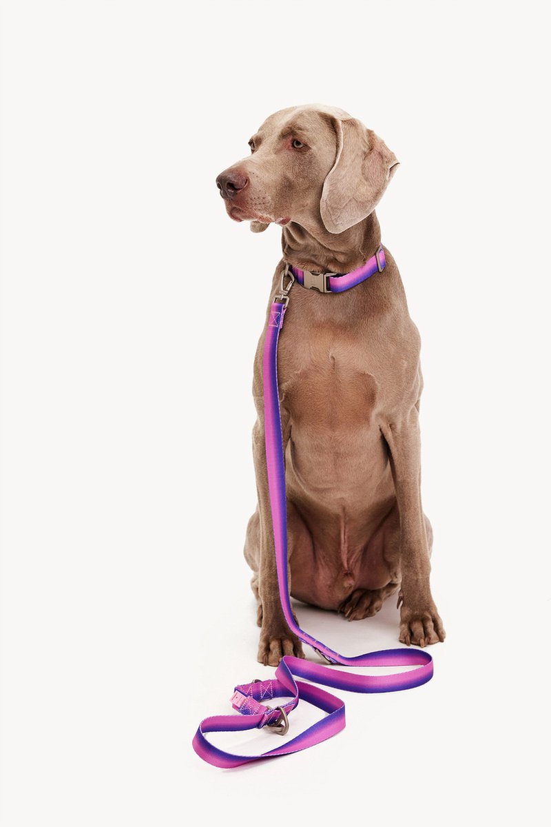 Dogguo Gradient Leash - Hondenriem - 23 cm Paars Pink Voor Kleine Honden