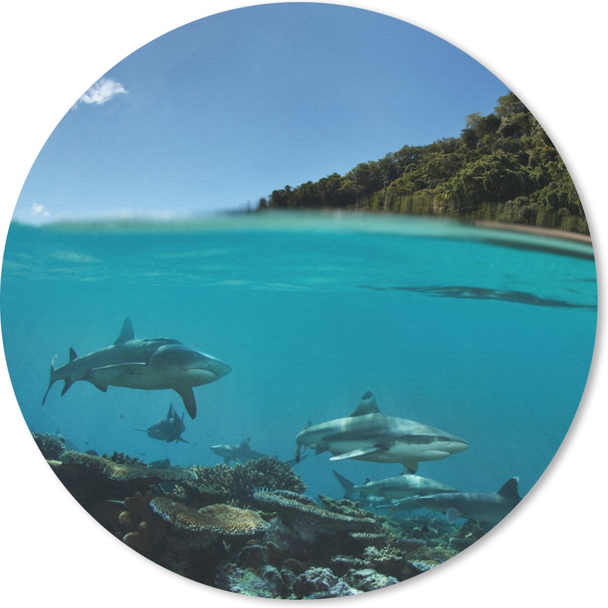 Muismat rond 30x30 cm - Mousepad Koraal - Haaien - Zee - Ronde muismatten