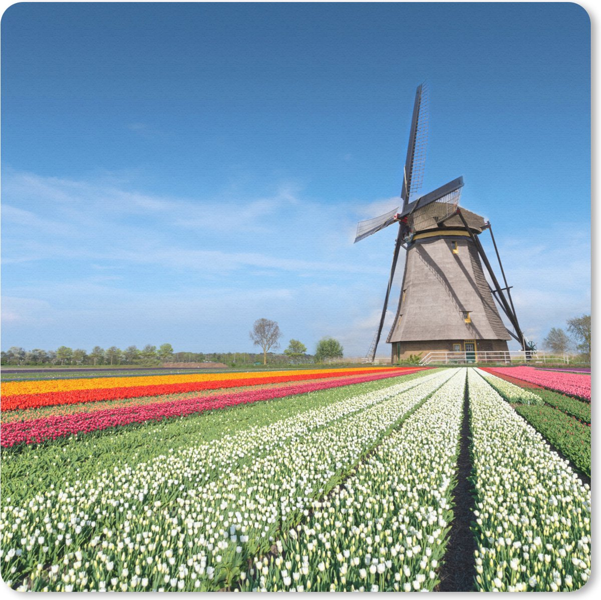 Muismat 20x20 cm - Mousepad Molen tussen de tulpen in Nederland - Muismatten