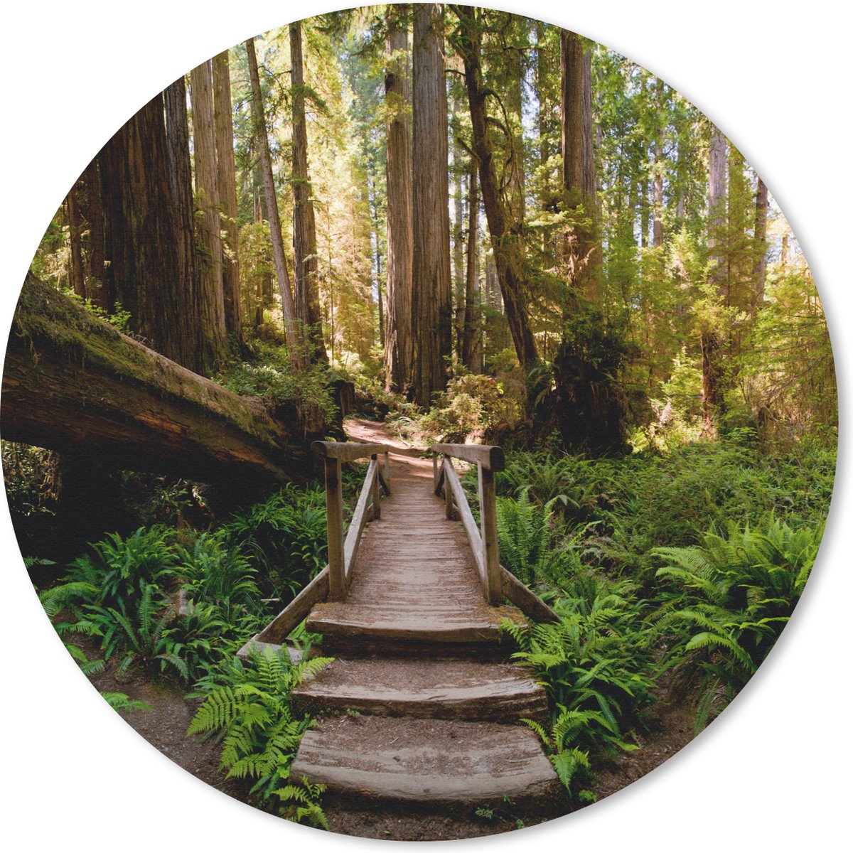 Muismat rond 30x30 cm - Mousepad Jungle - Natuur - Trap - Bomen - Ronde muismatten