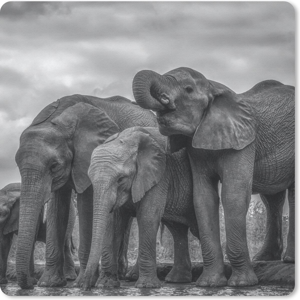 Muismat 20x20 cm - Mousepad Olifant - Dieren - Water - Zwart wit - Muismatten