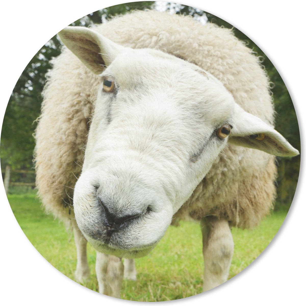 Muismat rond 40x40 cm - Mousepad Schaap - Grappig - Weiland - Kinderen - Jongens - Meisjes - Kind - Ronde muismatten