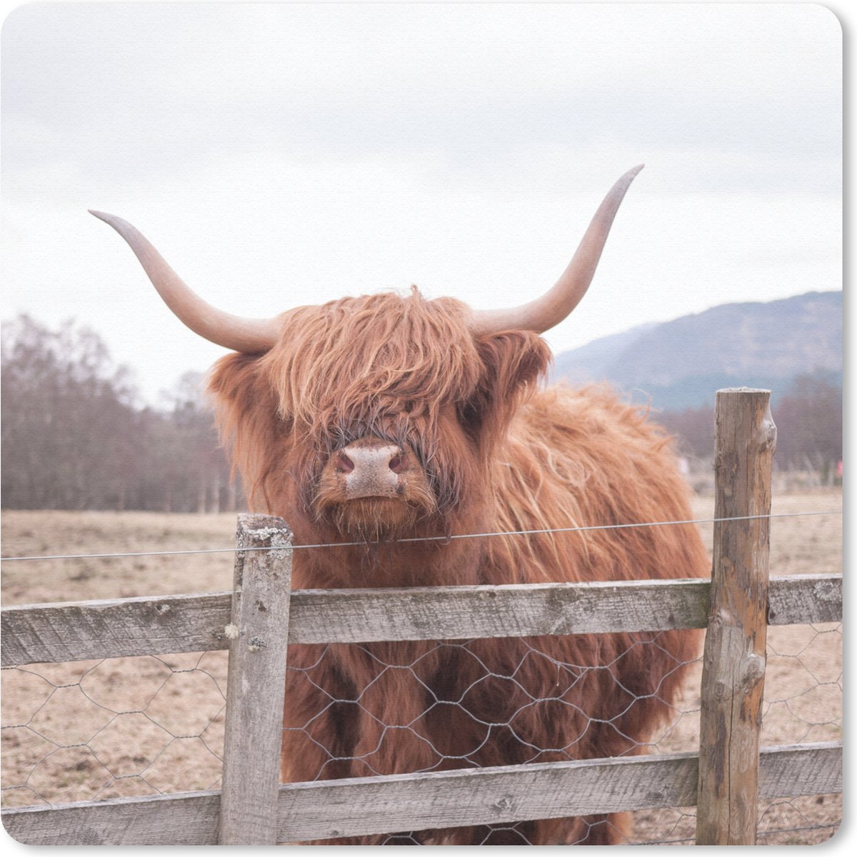 Muismat 20x20 cm - Mousepad Schotse Hooglander - Gras - Hek - Muismatten