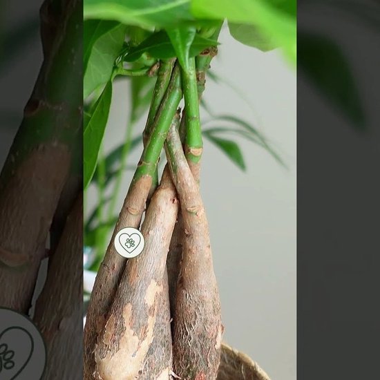 FloraStore Pachira Aquatica 'Geldboom' - Set Van 2 Kamerplanten   Geldboompjes   Pot 17cm   Hoogte 50 60cm 692134504