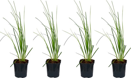 Foto: Bloomique xl cortaderia mini pampas dwergpampasgras per 4 stuks buitenplant in kwekerspot 17 cm hoogte 25 cm