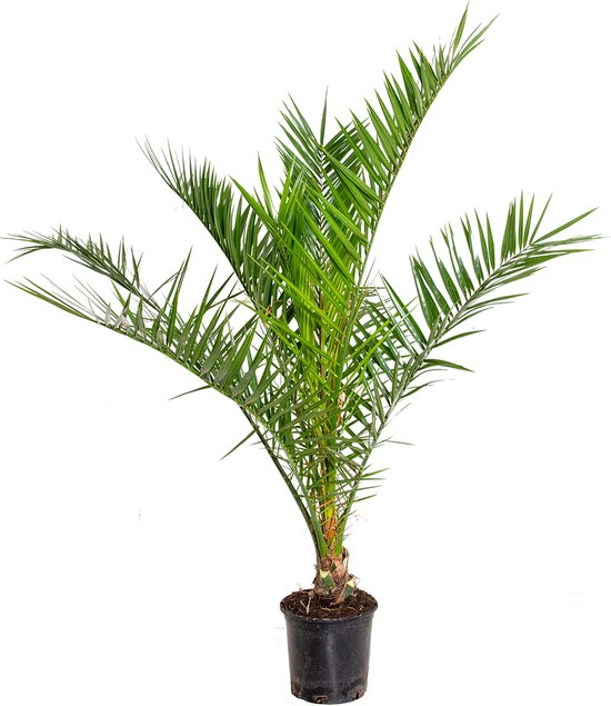 Canarische dadelpalm in een zwarte pot met groene, puntige bladeren.