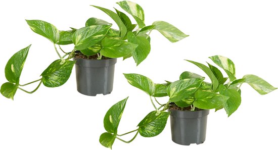 Foto: Bloomique set van 2 epipremnum aureum drakenklimop hangplant ook geschikt als klimplant kamerplanten luchtzuiverend gemakkelijk in onderhoud 15 20 cm hoog pot 12cm